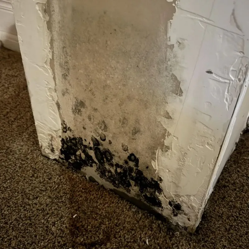 Professional Mold Removal in Glen Rose, TX
